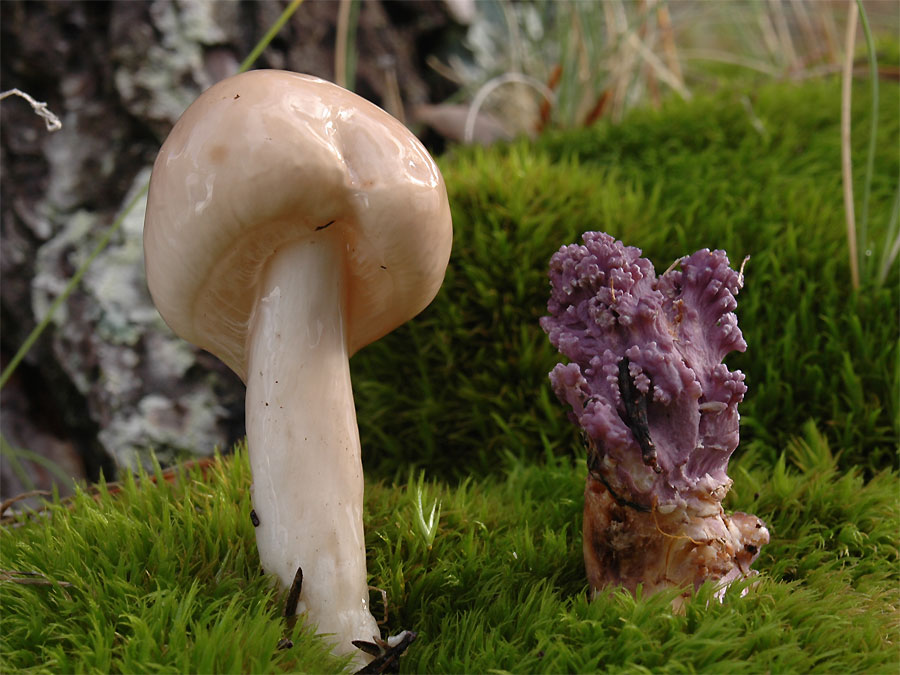 Limacella illinita (Fr.) Maire (1933) + Ramaria fennica